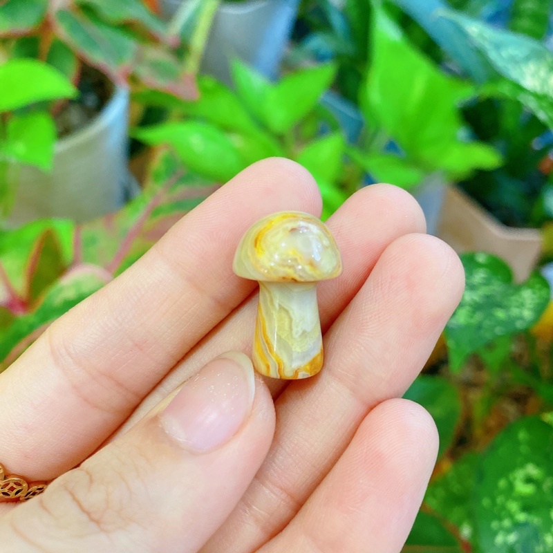 Nấm các loại đá