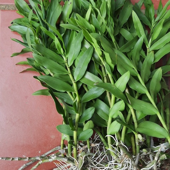 Kie phong lan phi điệp tím Hòa Bình hàng thân thủ