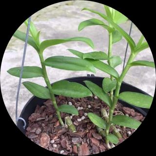 Vỏ thông hạt đỗ 1kg