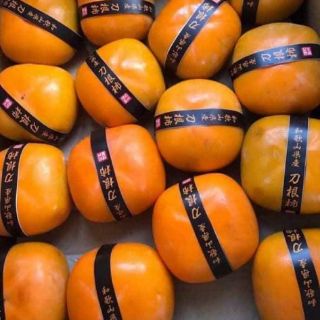 Cây giống hồng đen nhật bản