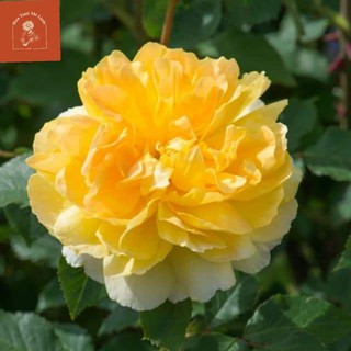 Hoa hồng Molineux – Hồng bụi màu vàng tuyệt đẹp-HoaTuoiMeLinh