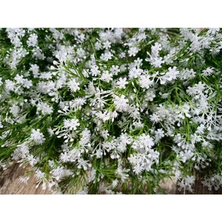 Hoa Babi giả 1 cụm