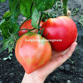 Hạt giống cà chua trái tim đỏ
