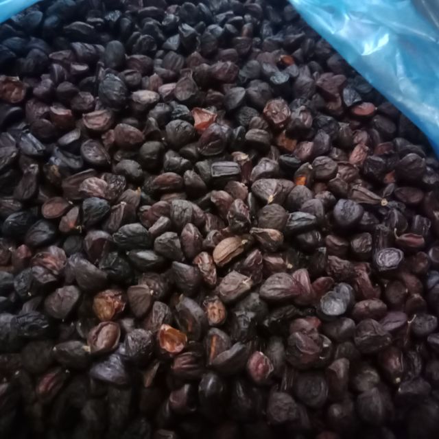 Hạt dổi nếp