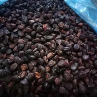Hạt dổi nếp
