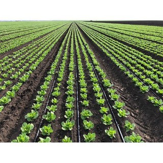 CUỘN 30M DÂY TƯỚI NHỎ GIỌT ĐƯỜNG KÍNH 16MM KHOẢNG CÁCH  10CM DÀY 0.2MM