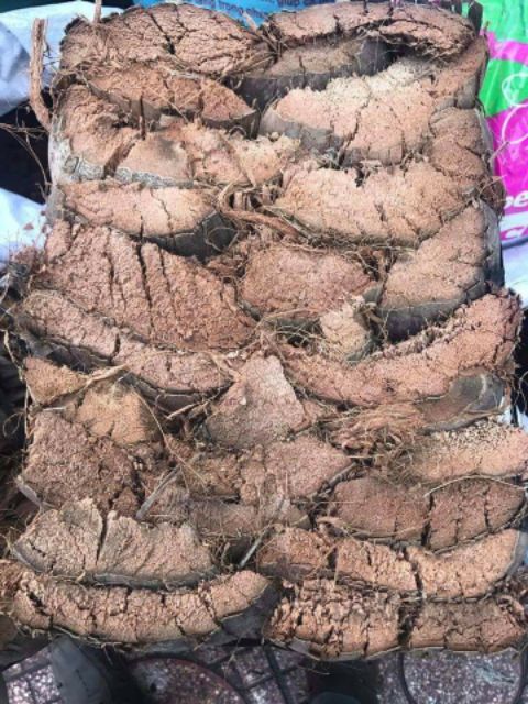 Vỏ dừa trồng hoa lan,vỏ dừa bón hoa lan 1kg/50K