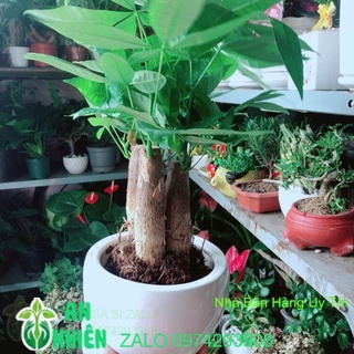 Chậu cây kim ngân 3 thân