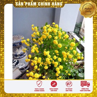 Hạt giống hoa cúc rủ LUCKY SEEDS
