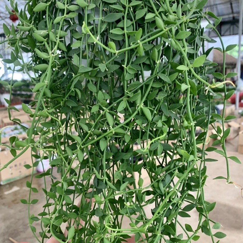 Cây lan hạt dưa trồng chậu treo dài 30-35cm, chậu cây cực dày và xum xuê lá, cây treo tường và trồng trang trí sân vườn