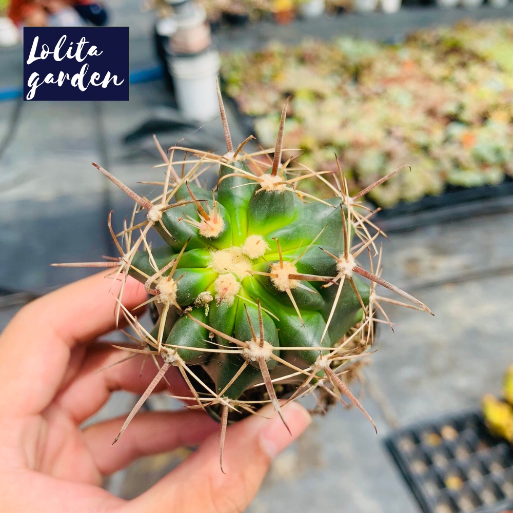 Xương rồng cory Đà Lạt size bé cây cảnh trang trí nhà cửa Lolita garden