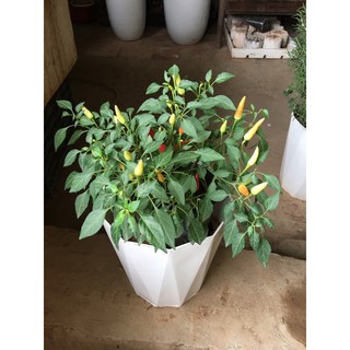 Cây ớt đang ra quả