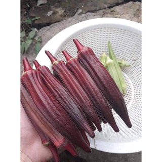 ĐẬU BẮP ĐỎ OKRA THÁI LAN