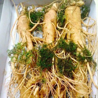 hạt giống nhân sâm hàn quốc f1