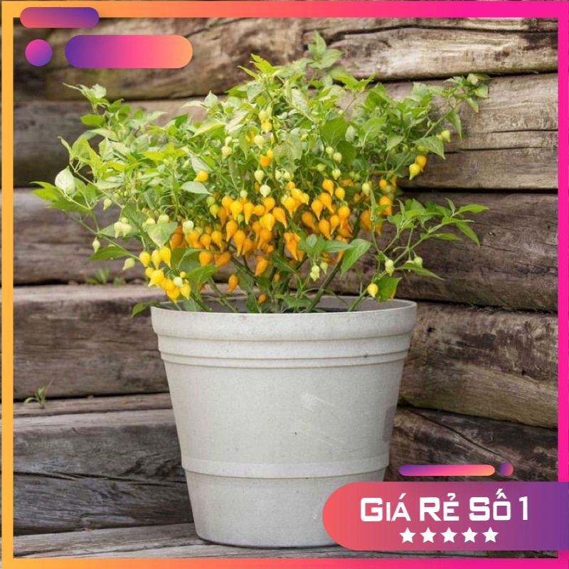 Hạt giống Ớt Mỏ Chim Vàng (Biquinho Yellow) - 10 hạt Nhập khẩu Mỹ