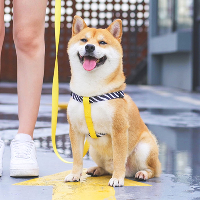 HamshMoc Dây Dắt Thú Cưng Đi Dạo Bằng Nylon Mềm Có Thể Điều Chỉnh Thoải Mái Hình Bàn Chân