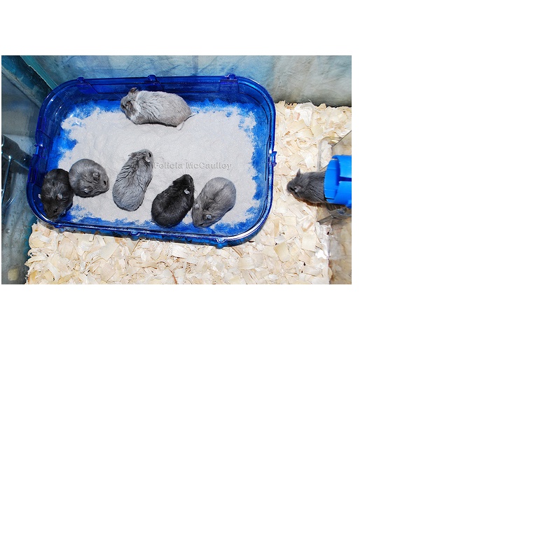 Túi 1kg cát tắm cho hamster