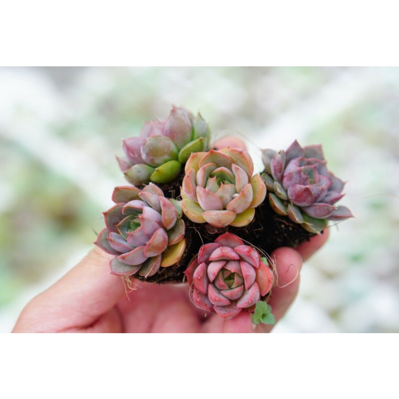 Sen Đá Mini Đà Lạt Combo 5 loại khác nhau size mini 3cm 🌲Mix Màu ngẫu nhiên 🌲Lỗi 1 đổi 1🏜️ Mua 2 set Tặng 1 Cây