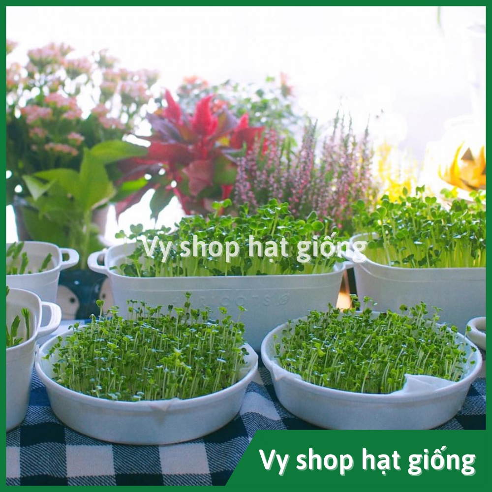 Hạt giống rau mầm đậu Hà Lan thân bụi Thái Lan gói 60 hạt