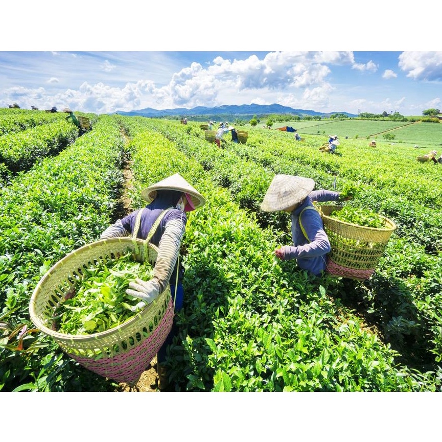 Trà Đen Thiên Nam (gói 500gr) dùng pha trà sữa (Hàng Cty Thiên Nam) - cung cấp bở Mộc Nhân Farm