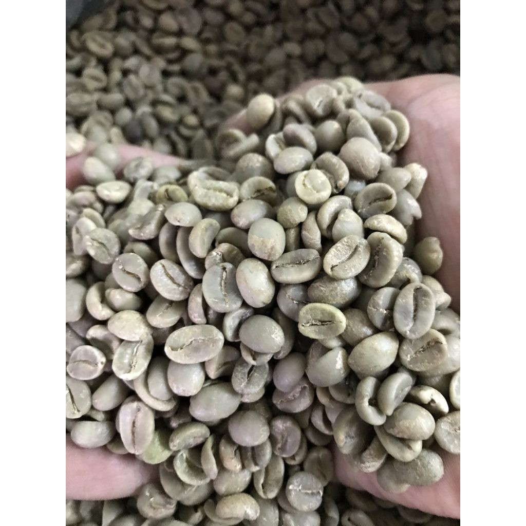 ☕ Cà Phê Nhân Sống ARABICA - Chưa Rang - Nguyên Liệu Sạch ( 1KG )