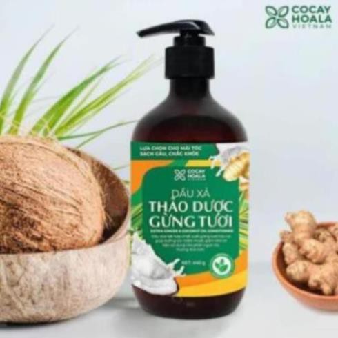 Bộ dầu gội sạch gàu thảo dược gừng dừa Cocayhoala đánh bay gàu giảm ngứa dung tích 440g/chai