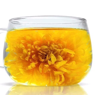 CÚC ĐẠI ĐOÁ 1 BÔNG