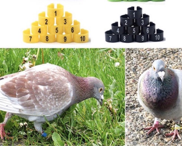 Vòng đeo chân dễ tháo lắp cho Bồ câu , chim ,gà các loại