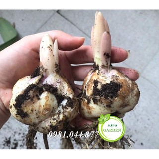 Củ giống hoa ly màu vàng ( củ giống hà lan)