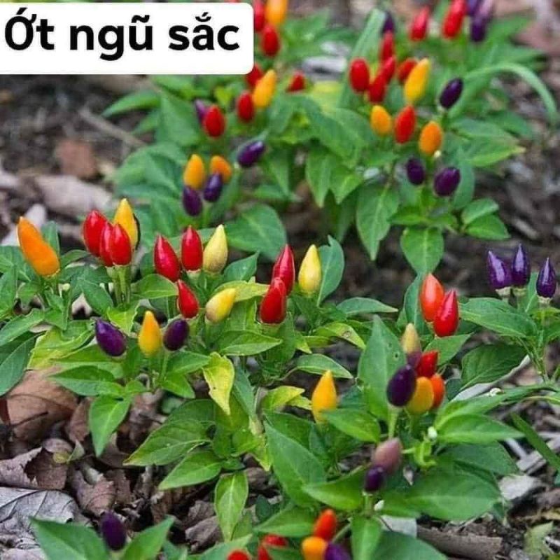 Cây Giống Ớt Ngũ Sắc