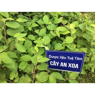 Cây an xoa - HOA MÀU TÍM