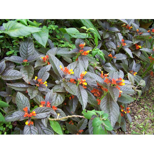 Chậu cây lá gấm Sunset Bells size chậu C6 giao cây khỏe đang hoa hoặc sắp hoa - Trang Flower