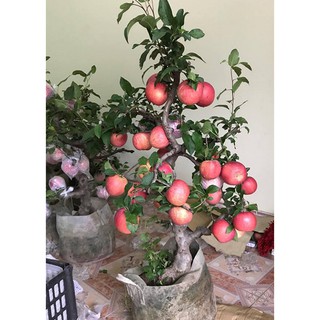 Đặc biệt Hạt giống Táo Đỏ Lùn (10 hạt) chất lượng