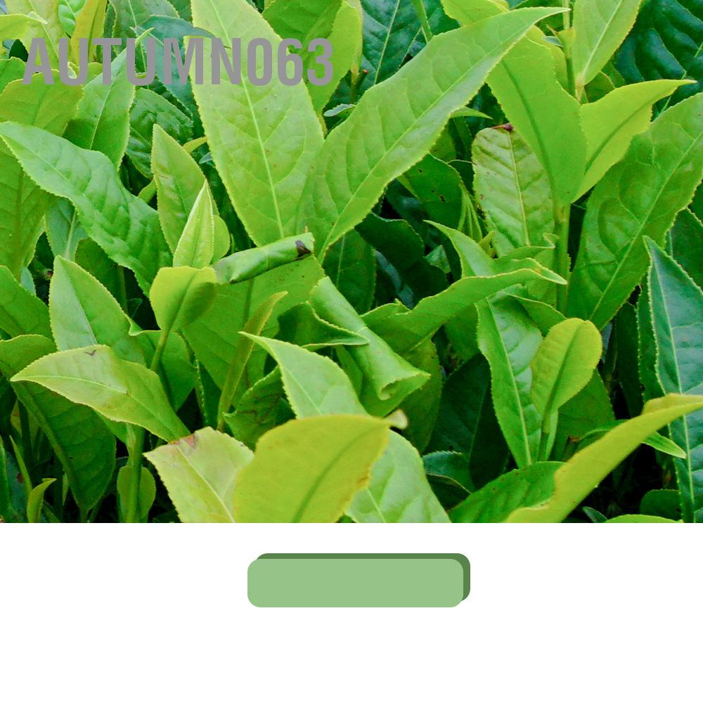 Mặt nạ trị mụn đầu đen trà xanh nhẹ nhàng làm sạch sâu chăm sóc da tẩy cho mũi Autumn063