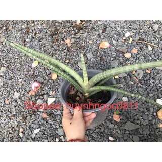 Chậu cây ngà voi