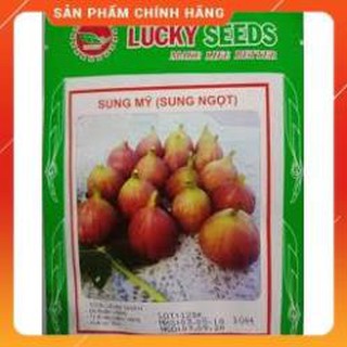 Hạt giống sung mỹ gói 10 hạt