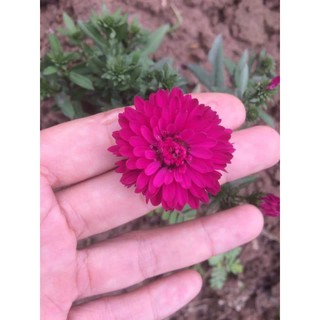 Bộ cây giống hoa thạch thảo