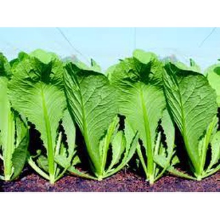 [ Bán chạy ] Hạt giống Cải bẹ Xanh mỡ-20g (tặng kèm 20 hạt Cải Kale Khủng Long)