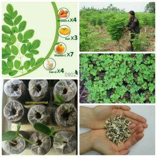 20 Hạt giống cây chùm ngây