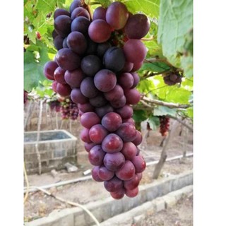 Cây Nho Đỏ giống mới quả to( mua 2 giảm thêm 10%)