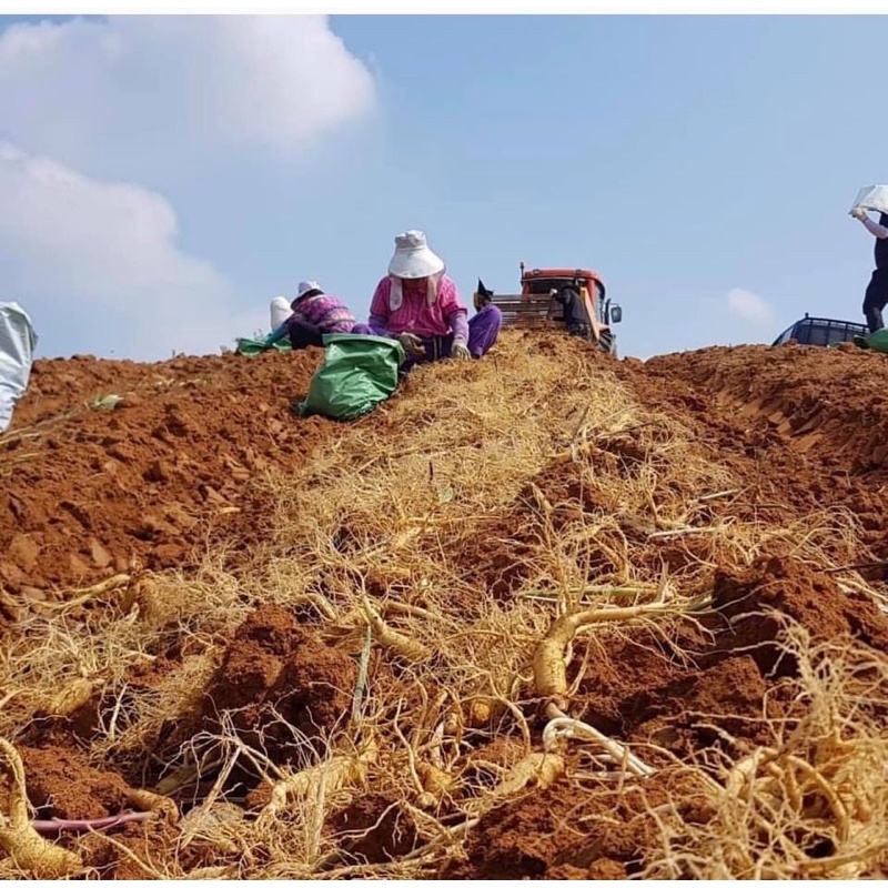 Sâm tươi, hầm gà, ngâm lẩu big size