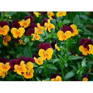 Hạt giống hoa pansy 100 hạt