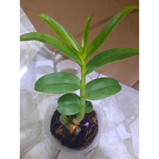 Phi điệp 5 cánh trắng bạch tuyết hàng kie cây cao từ 8-10cm cây cực đẹp