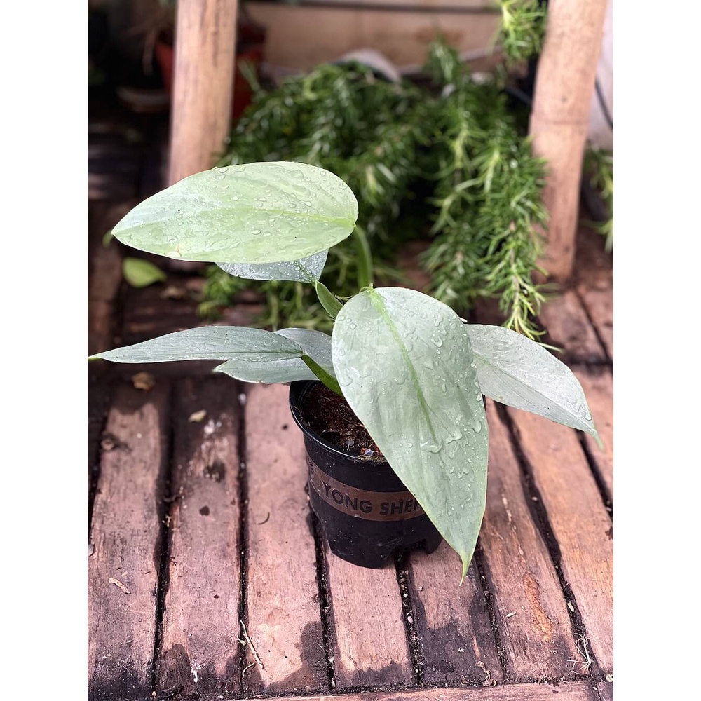 Cây Philodendron hastatum Silver Sword (Trầu Bà Kiếm Bạc) size lớn chậu nhựa nhiều nodes để nhân giống