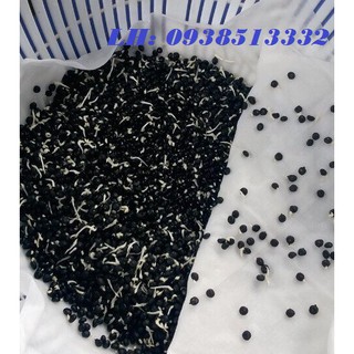 Hạt giống cây sương sâm lông gói 20 hạt nảy mầm 95%