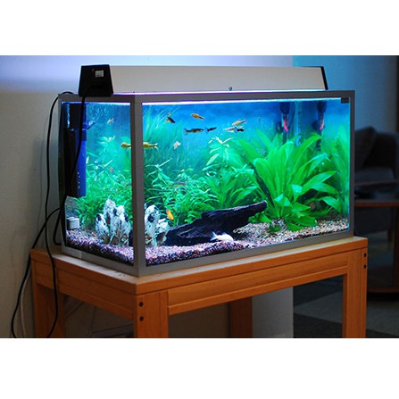 Men Pha Lê Làm Trong Nước Bể Cá