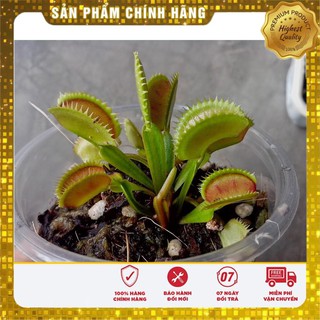 15 Hạt giống Cây bắt côn trùng (Bẫy kẹp) (tặng gói Kích nẩy mầm và Hướng dẫn) VIETSEED