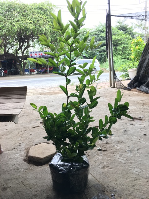 Cây siro chậu lớn