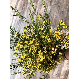 cây thanh liễu giống, cây hoa đẹp, dễ trồng dễ thuần giá rẻ chỉ 59k