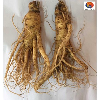 2 Củ Lớn Nhân Sâm Tươi Hàn Quốc (300-340g), PP Sâm Yến 3A